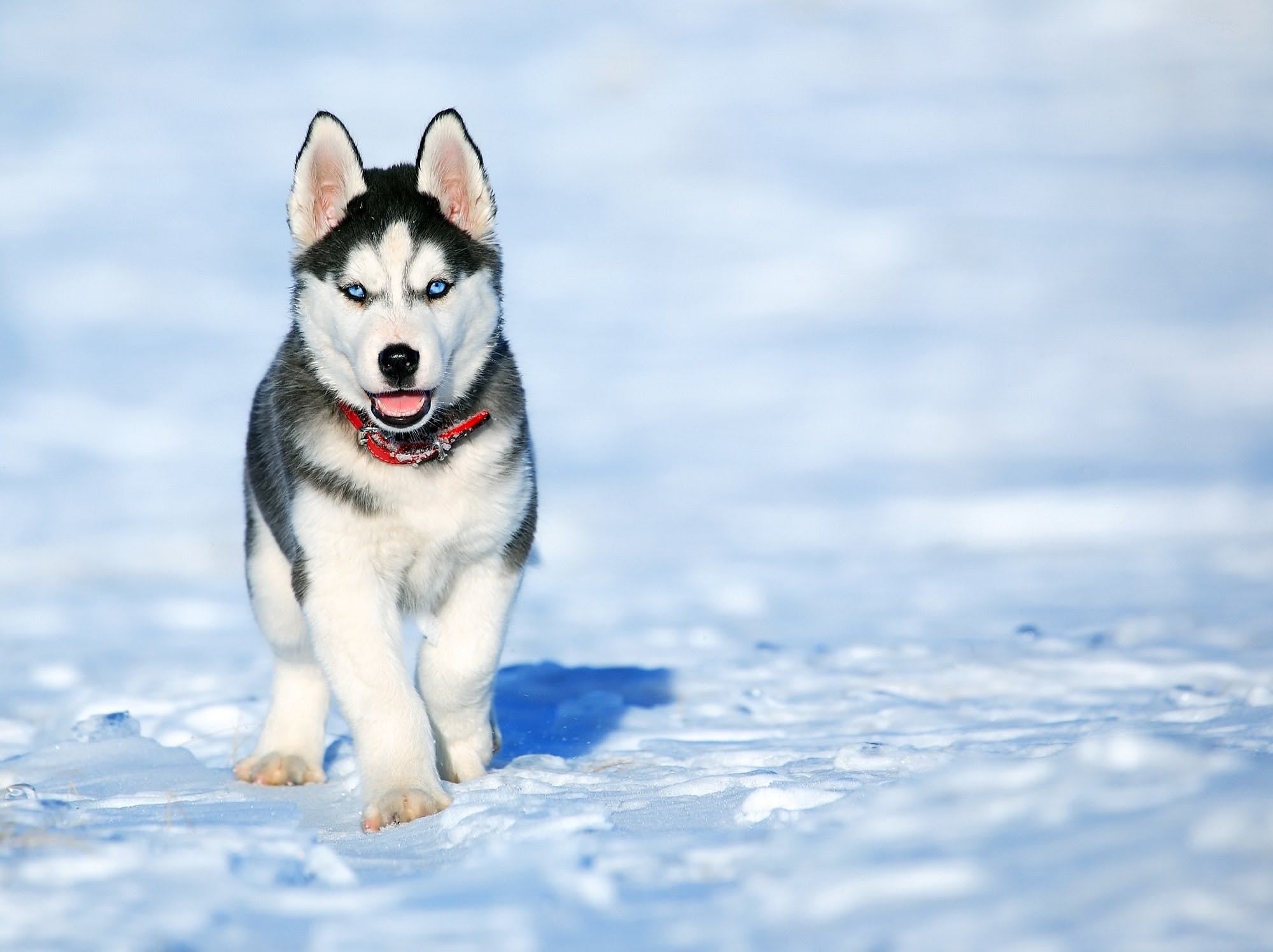 The dog Loki the Wolfdog is out in the snow one winter day