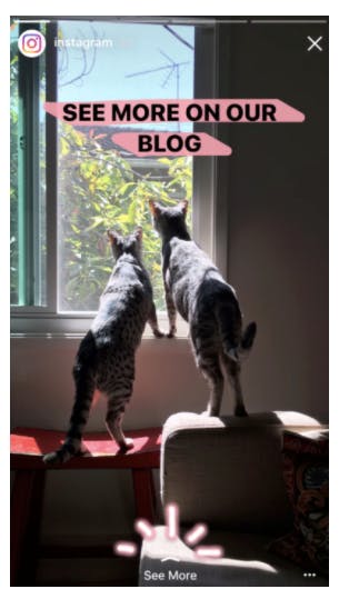 Skärmklipp från instagram's instagram story där två katter tittar ut genom ett fönster
